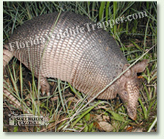 Nuisance Wildlife Removal can take care of your Armadillo problems.