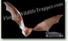 Nuisance Wildlife Removal can take care of your bat problems.