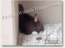 Nuisance Wildlife Removal can take care of nuisance ducks.