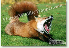 Nuisance Wildlife Removal can take care of nuisance foxes.