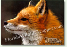 Nuisance Wildlife Removal can take care of nuisance foxes.