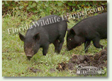 Indian Rocks Beach Nuisance Wildlife Animal Control and Removal