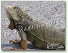 Nuisance Wildlife Removal can take care of nuisance iguanas.