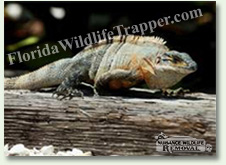 Nuisance Wildlife Removal can take care of nuisance iguanas.