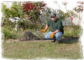 Trapper Jeff Norris of Nuisance Wildlife Removal poses with a raccoon.