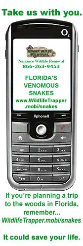 Use our mobile snake guide when you go camping or hiking in Florida's wilderness areas. It could save your life.