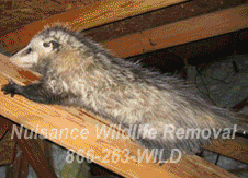 Orlando Nuisance Wildlife Animal Control and Removal