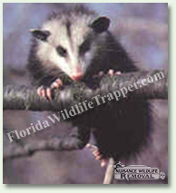 Nuisance Wildlife Removal can take care of nuisance opossums.