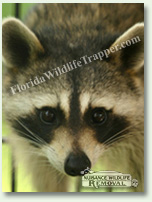 Nuisance Wildlife Removal can take care of nuisance raccoons.
