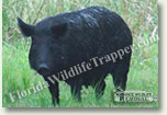 Nuisance Wildlife Removal Wildlife Index - Wild Hogs
