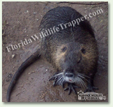 Nuisance Wildlife Removal can take care of nuisance nutria.