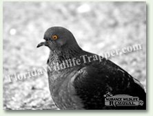 Nuisance Wildlife Removal can take care of your pigeon problems.