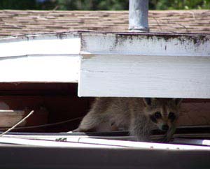 Raccoon on Manatee County roof