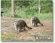 Tampa Nuisance Wildlife Animal Control and Removal
