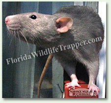 Citrus County Nuisance Animal Relocation and Removal