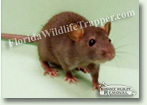 Nuisance Wildlife Removal can take care of nuisance rats
