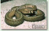 Nuisance Wildlife Removal Wildlife Index - Snakes