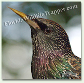Nuisance Wildlife Removal can take care of your bird problems.